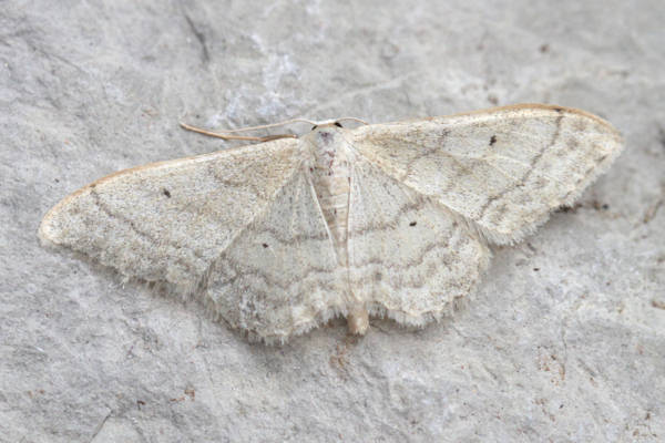 Idaea straminata: Bild 1