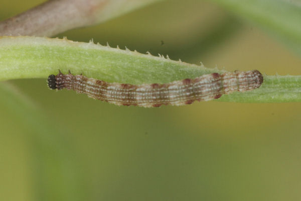 Idaea typicata: Bild 19