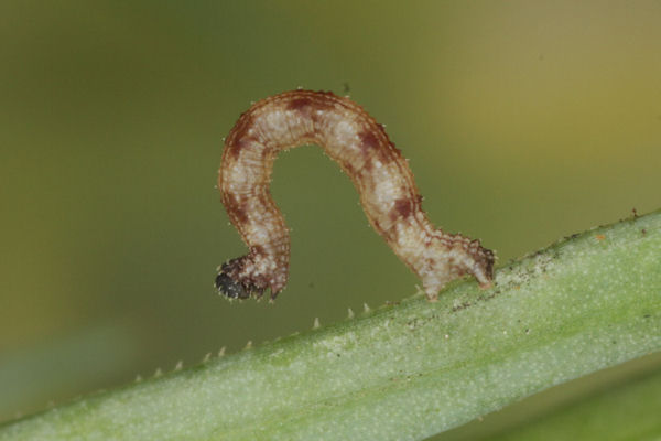 Idaea typicata: Bild 20