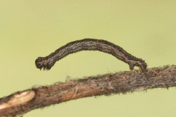 Scotopteryx octodurensis: Bild 34