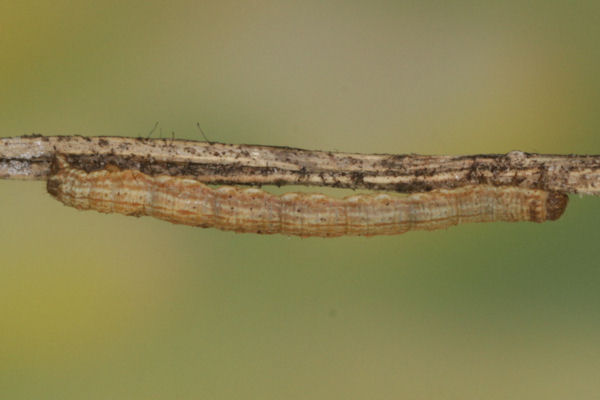 Xanthorhoe decoloraria: Bild 31
