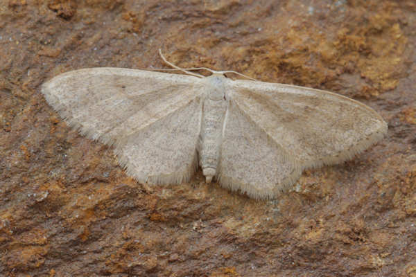 Idaea deversaria: Bild 14