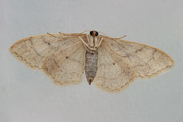 Idaea deversaria: Bild 17