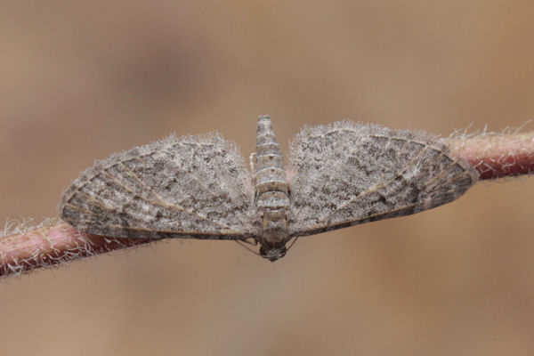 Eupithecia gemellata: Bild 22
