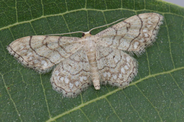 Idaea moniliata: Bild 1