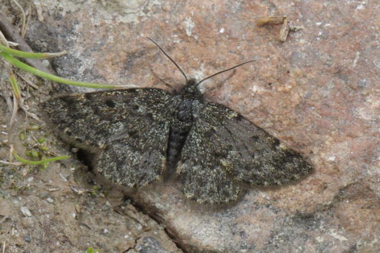 Psodos canaliculata: Bild 3