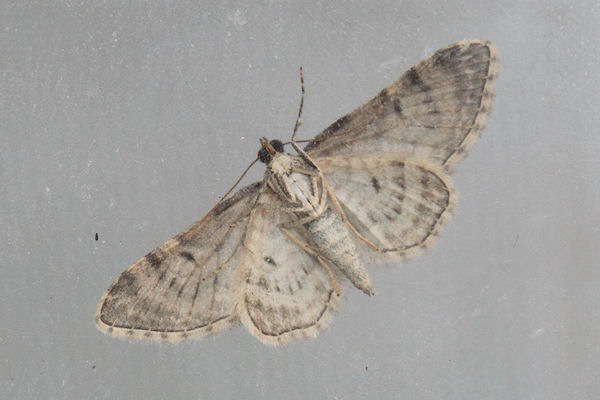 Eupithecia impurata: Bild 34