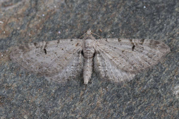 Eupithecia distinctaria: Bild 17