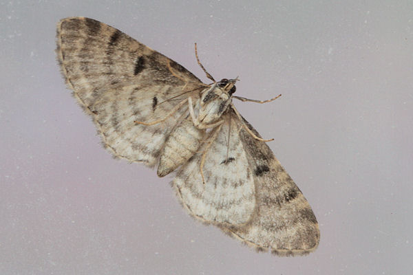 Eupithecia abietaria: Bild 10