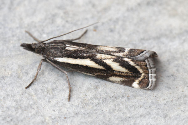 Catoptria luctiferella: Bild 2