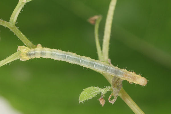 Eustroma reticulata: Bild 2