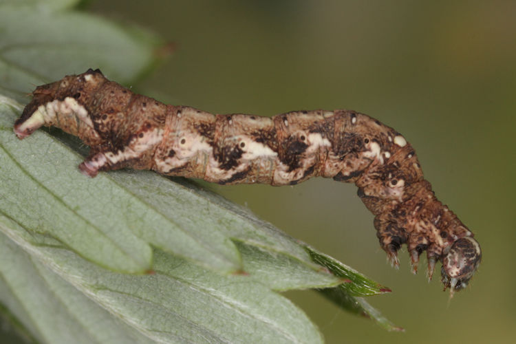 Cepphis advenaria: Bild 19