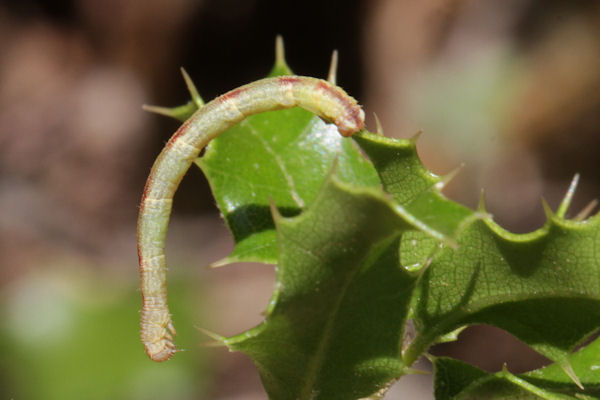 Eupithecia irriguata: Bild 63