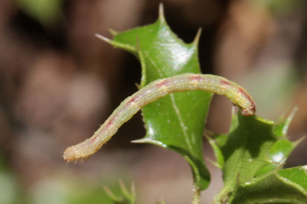 Eupithecia irriguata: Bild 64