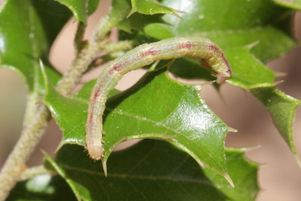 Eupithecia irriguata: Bild 65