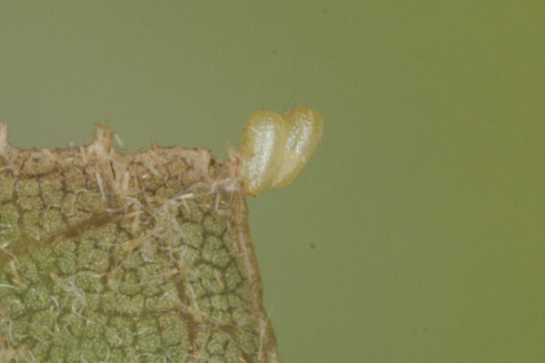 Cyclophora puppillaria: Bild 2