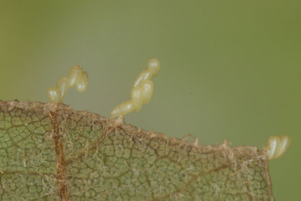 Cyclophora puppillaria: Bild 2