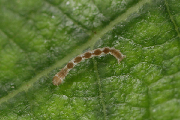 Cyclophora puppillaria: Bild 6