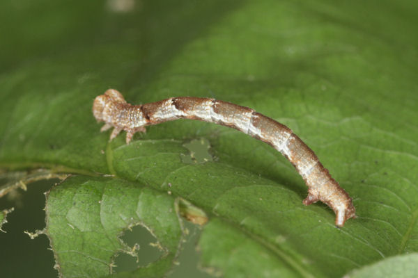 Cyclophora puppillaria: Bild 12