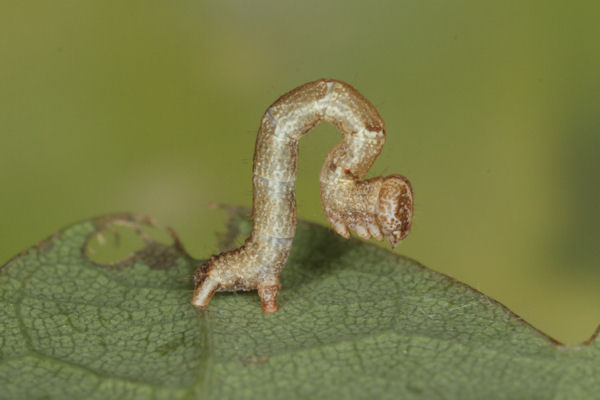 Cyclophora puppillaria: Bild 13