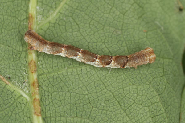 Cyclophora puppillaria: Bild 14
