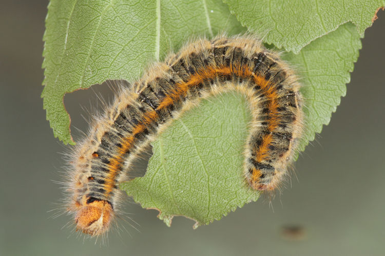 Lasiocampa trifolii: Bild 8