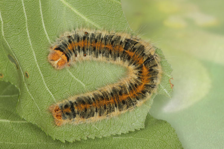 Lasiocampa trifolii: Bild 9