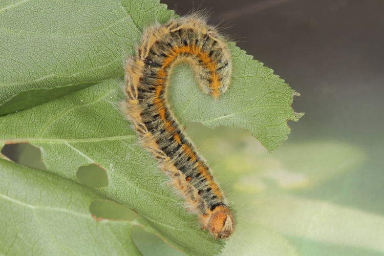 Lasiocampa quercus: Bild 12