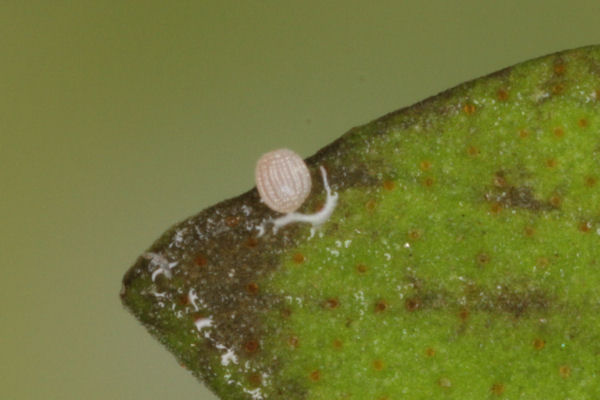 Idaea filicata: Bild 1