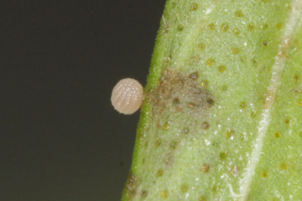 Idaea filicata: Bild 2