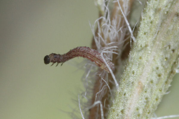 Idaea filicata: Bild 10