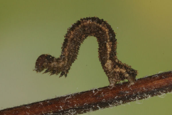 Idaea filicata: Bild 24