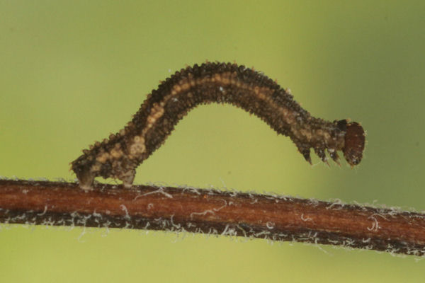 Idaea filicata: Bild 25