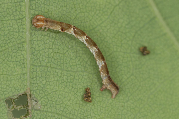 Cyclophora puppillaria: Bild 23