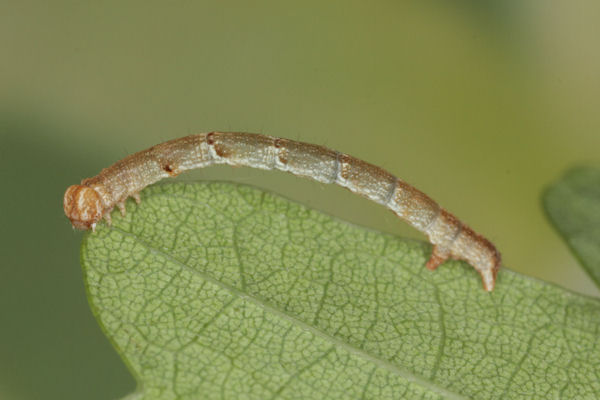 Cyclophora puppillaria: Bild 25