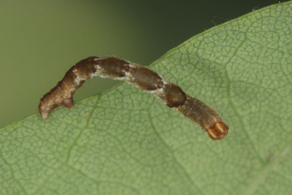 Cyclophora puppillaria: Bild 16
