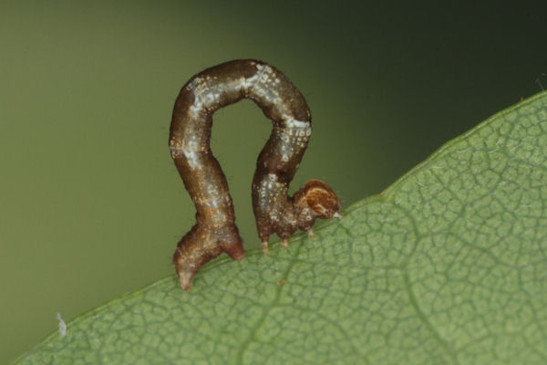Cyclophora puppillaria: Bild 17