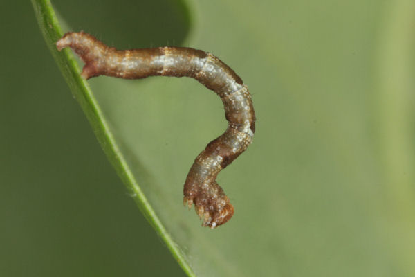 Cyclophora puppillaria: Bild 18