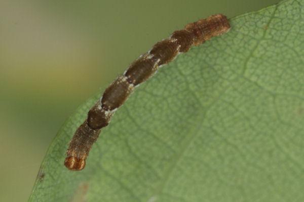 Cyclophora puppillaria: Bild 19