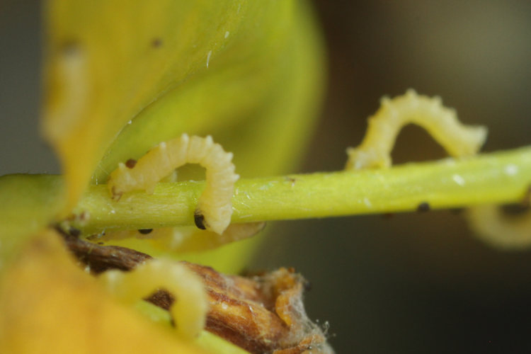 Eucrostes indigenata: Bild 5