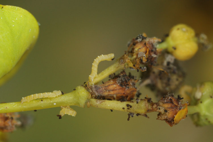 Eucrostes indigenata: Bild 6