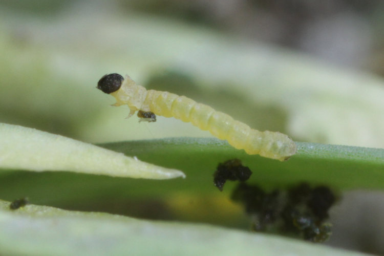 Eucrostes indigenata: Bild 7