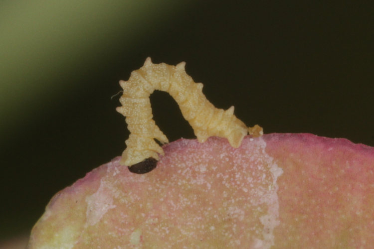 Eucrostes indigenata: Bild 9
