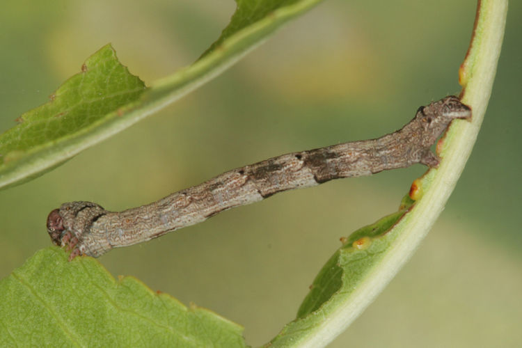 Aleucis orientalis: Bild 17