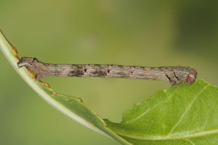 Aleucis orientalis: Bild 18