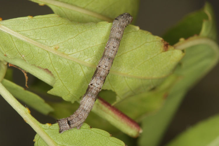 Aleucis orientalis: Bild 19