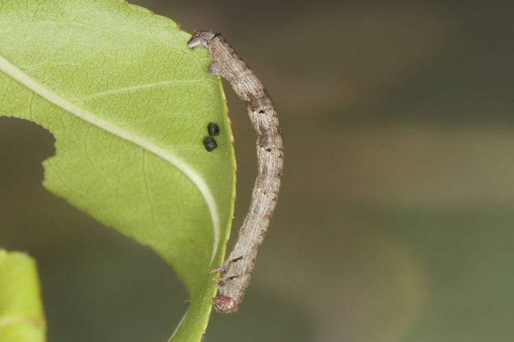 Aleucis orientalis: Bild 20