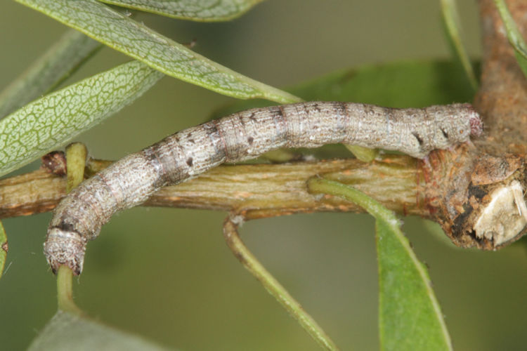 Aleucis orientalis: Bild 21