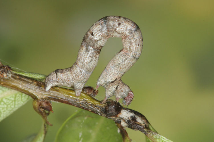 Aleucis orientalis: Bild 22
