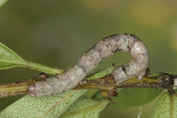 Aleucis orientalis: Bild 24